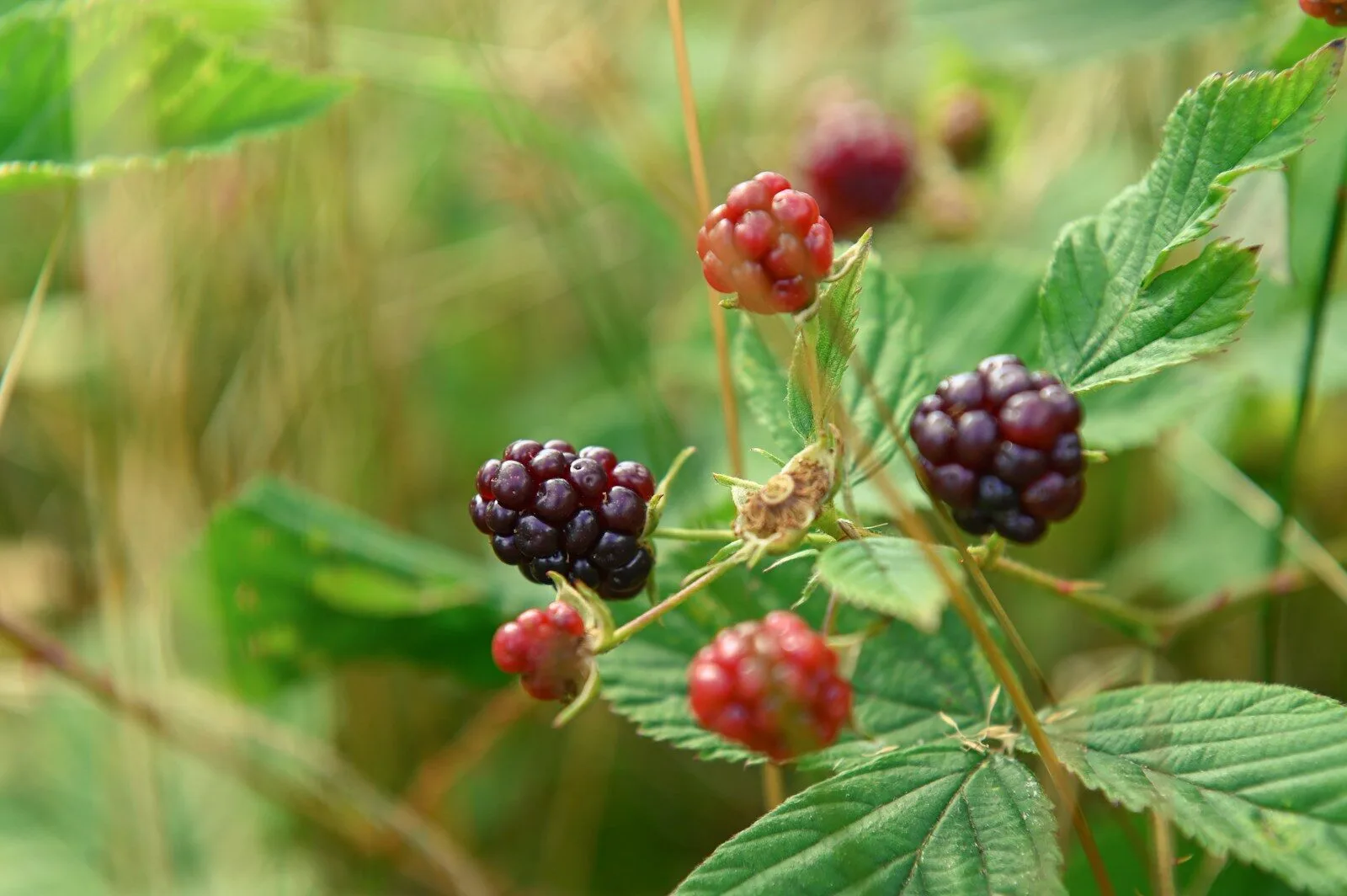 4anplj4l2oy Straipsniai.lt