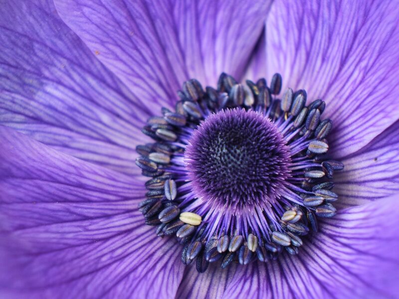 flower, summer, beautiful flowers