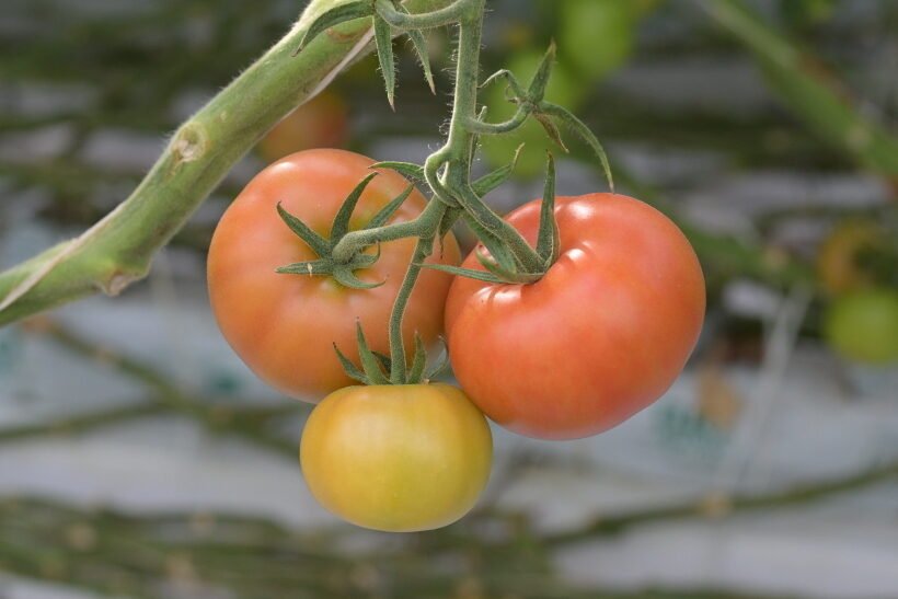 Pomidorai: nauda ir žala sveikatai. Įdomūs faktai %d0%bf%d0%be%d0%bc%d0%b8%d0%b4%d0%be%d1%80%d1%8b-%d1%82%d0%b5%d0%bf%d0%bb%d0%b8%d1%87%d0%bd%d0%be%d0%b3%d0%be-%d0%ba%d0%be%d0%bc%d0%bf%d0%bb%d0%b5%d0%ba%d1%81%d0%b0-%d0%be%d0%be%d0%be-%d1%81%d0%be