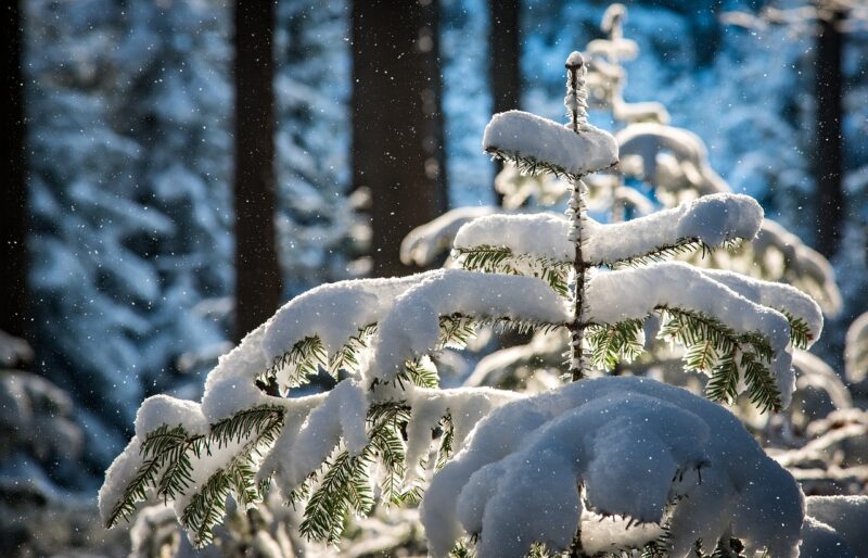 snowfall, nature, fir