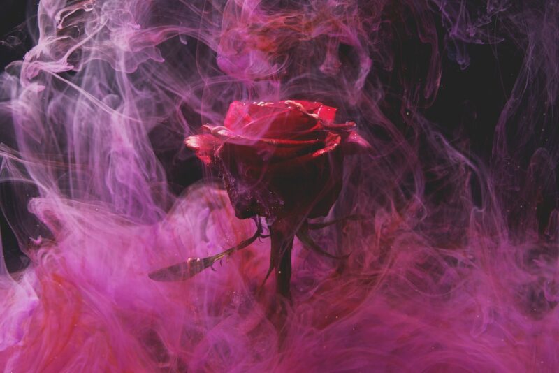 rose, red, smoke