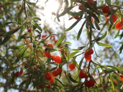 Vibrant goji berries hang from a lush tree branch with sunlight streaming through leaves. Outdoor nature scene.
