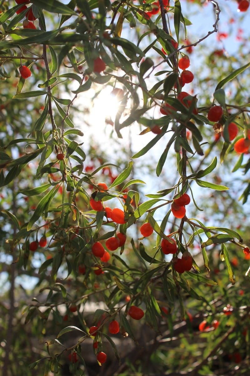 Vibrant goji berries hang from a lush tree branch with sunlight streaming through leaves. Outdoor nature scene.