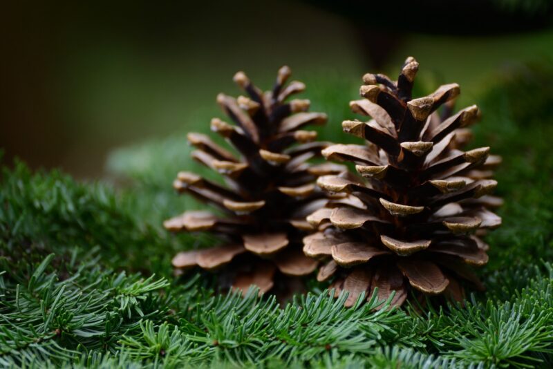 pine cone, fir green, fir branch