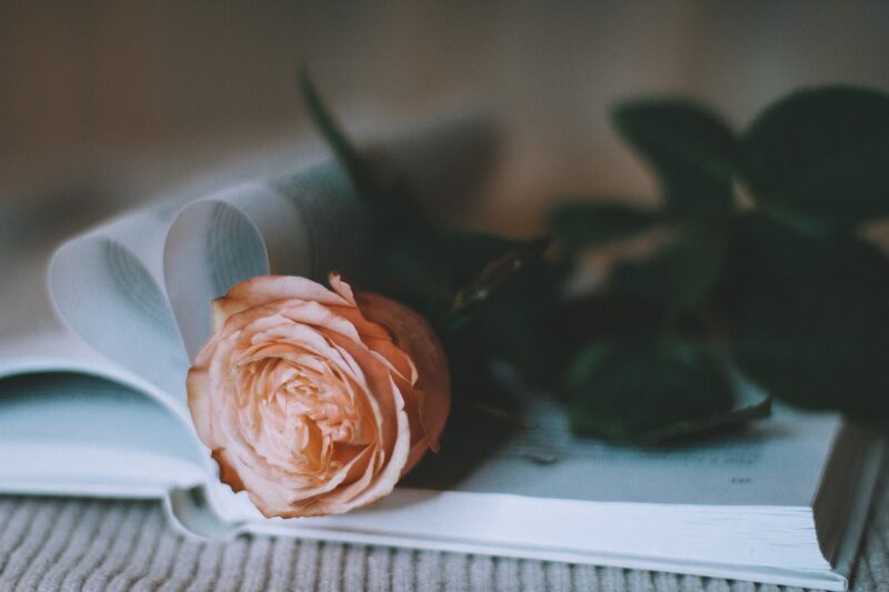 rose, flower, book