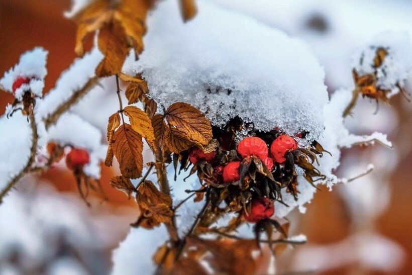 Erškėtuogės: kokia nauda sveikatai ir kaip jas tinkamai užvirti? %d1%80%d0%b0%d0%b9%d1%82-%d0%b8%d0%bc-%d0%b2%d0%b8%d0%bd%d0%ba%d0%bb%d1%8c