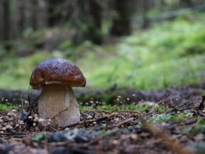 Baravykai: kaip džiovinti grybus namuose – džiovinti baravykai žiemai