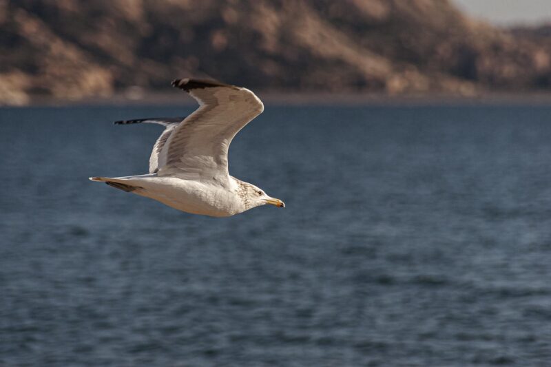 seagull, birds, beach