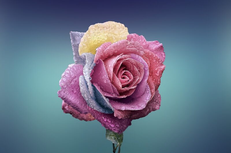 rose, flower, love