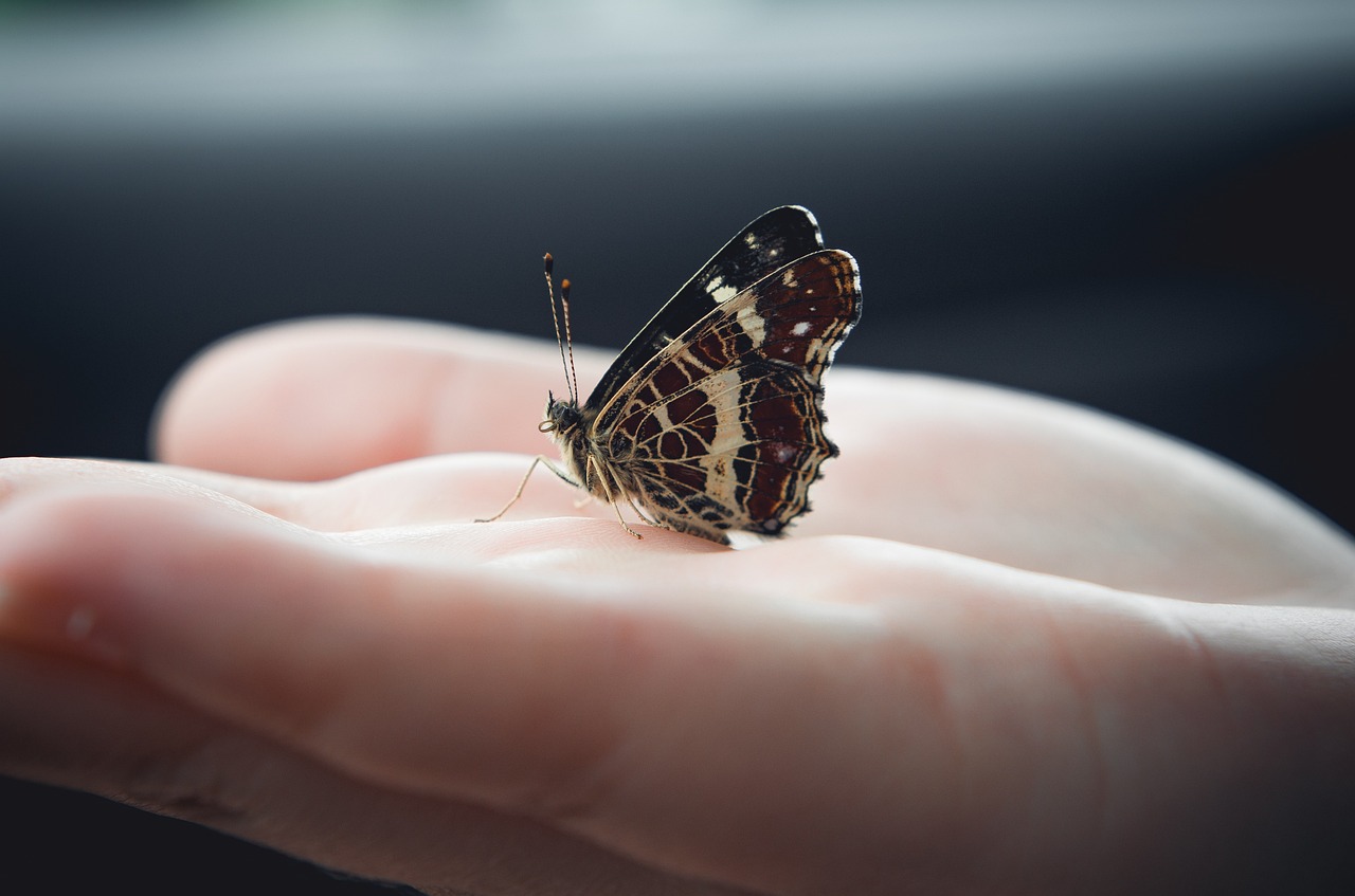 insect, butterfly, wings