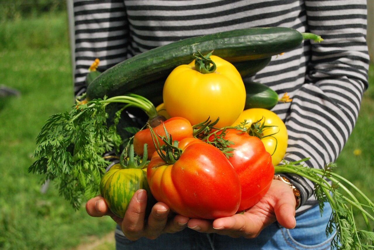 vegetables, gardener, vegetable garden