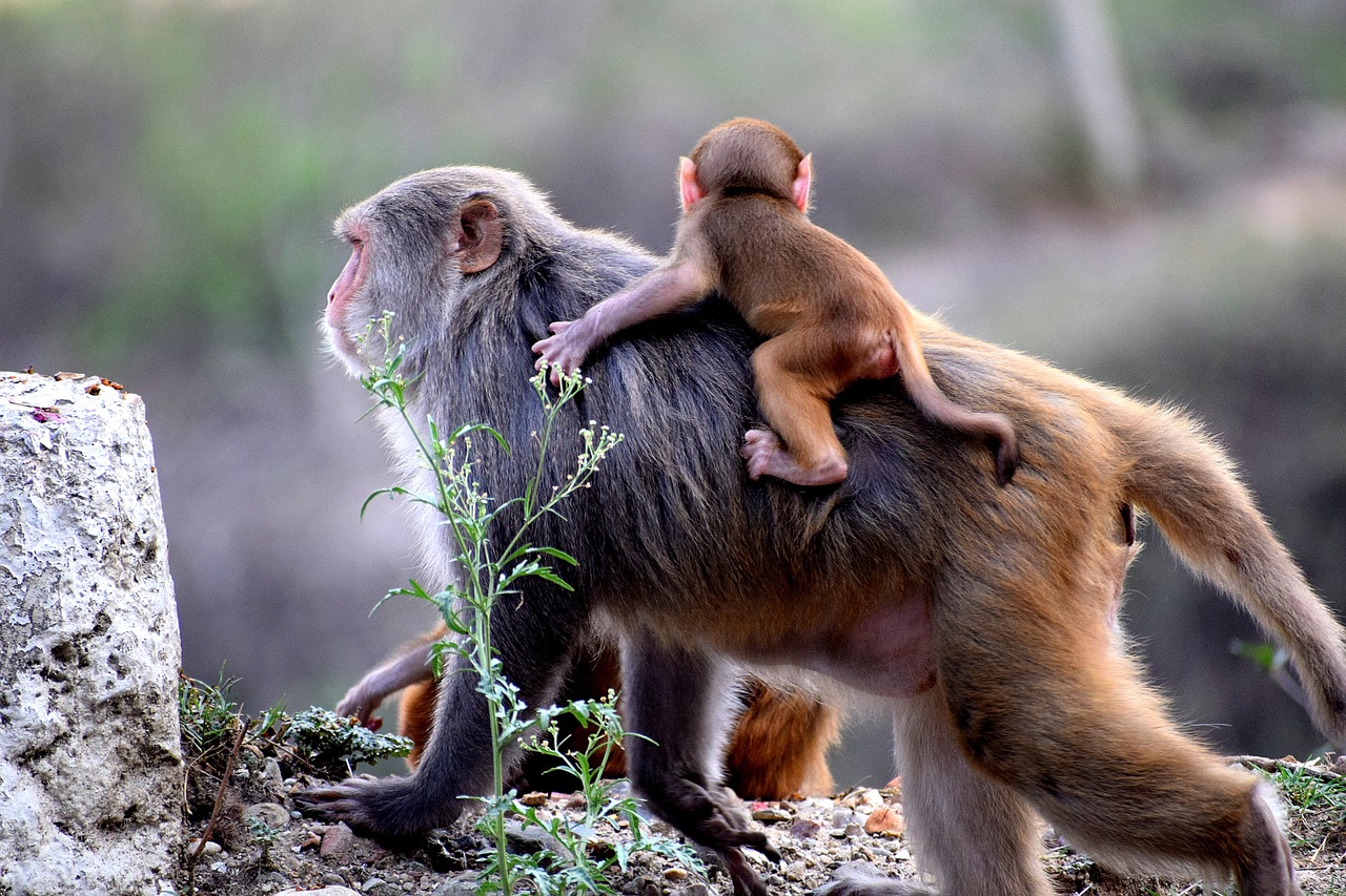 monkey, mother, family