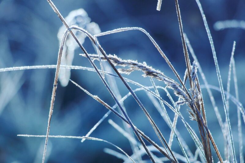 grass, frost, winter