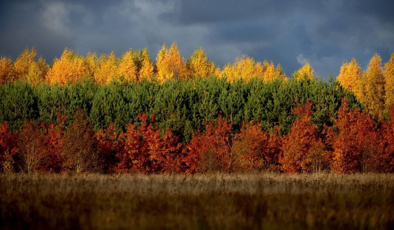 Autumn in Lithuania resembles its flag