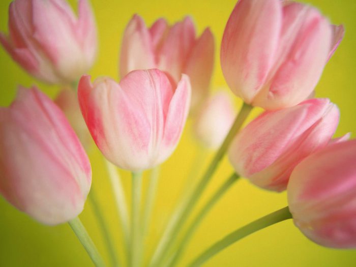8211 Beautiful Bouquet Pink Tulips Straipsniai.lt