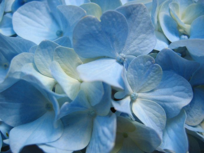 8219 Blue Hydrangea Flower Close up Photography Straipsniai.lt