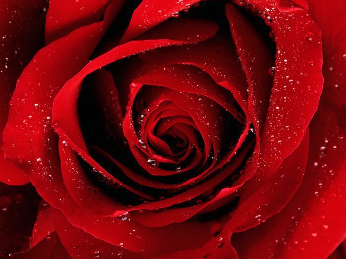 8227 A Red Rose For You Straipsniai.lt