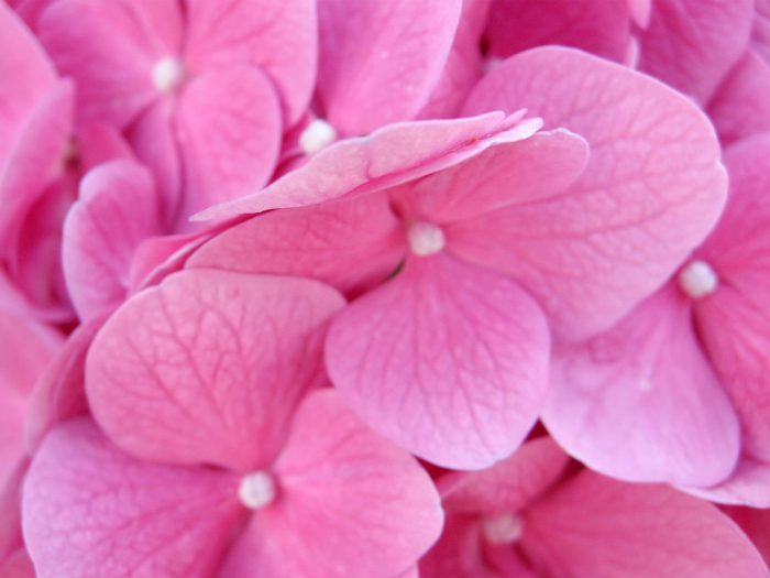 8230 Pink Hydrangea Flower Straipsniai.lt