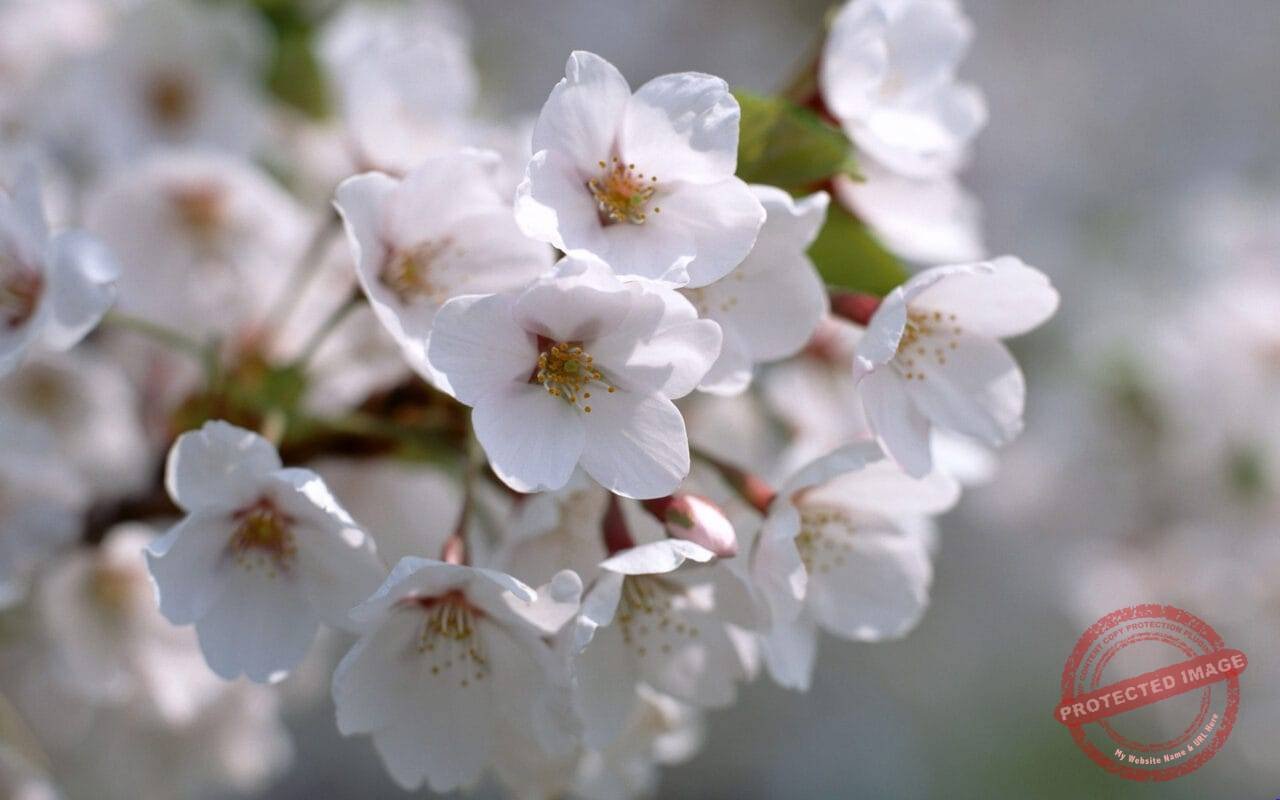 8240 White Blossom HD