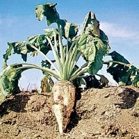 Proektas „Derunkelizacija“ apie ekonomiką