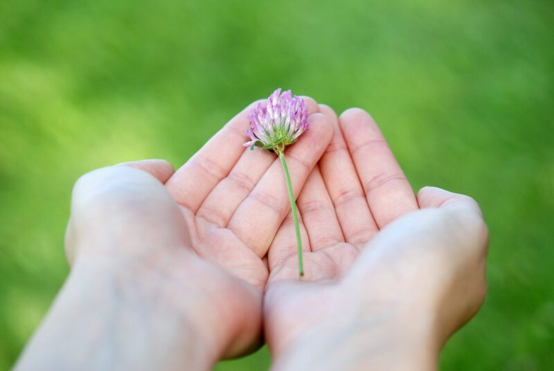 flower, flower background, beautiful flowers