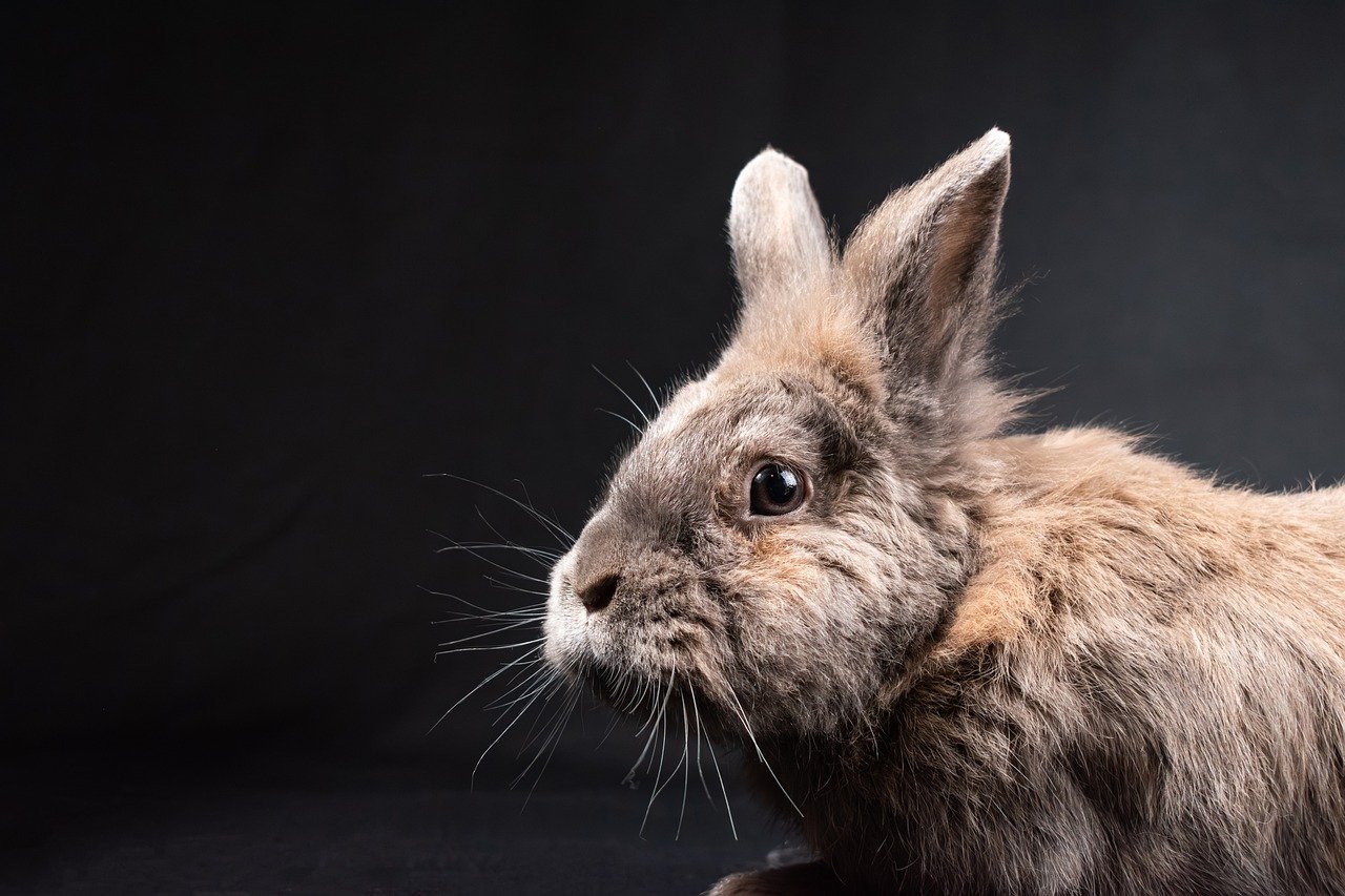 rabbit, bunny, lionhead rabbit