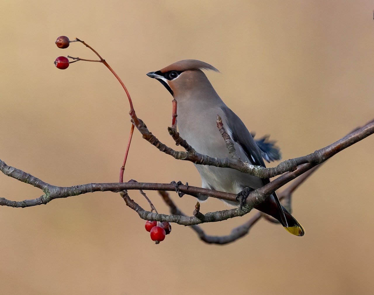 bird, beak, bill