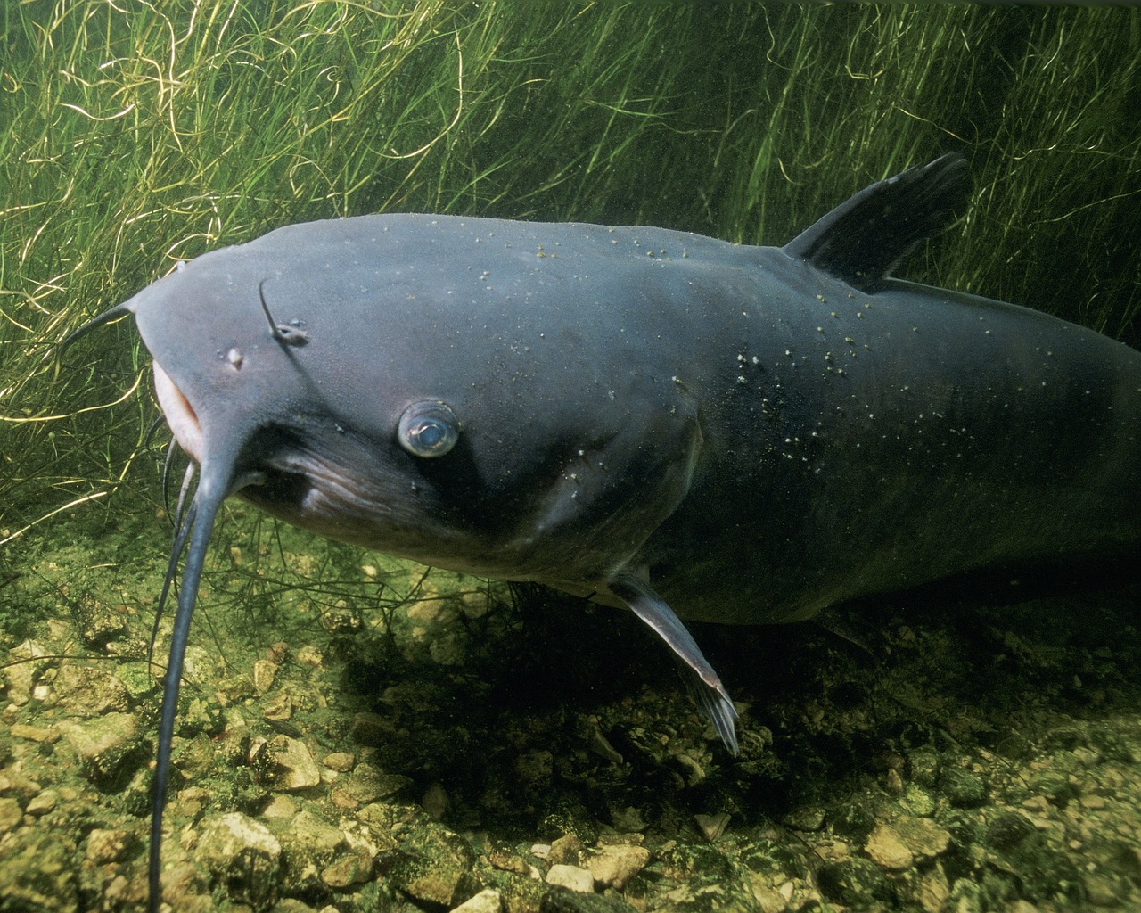 channel catfish, river, lake