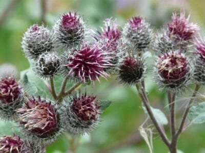 Varnalėšos šaknų rinkimas ir džiovinimas namuose