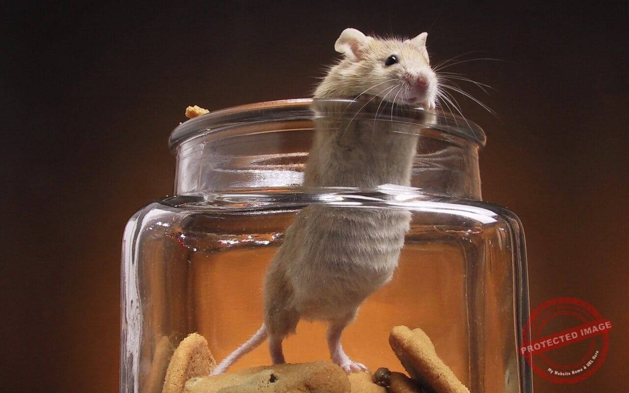 A white mouse in a cookie jar