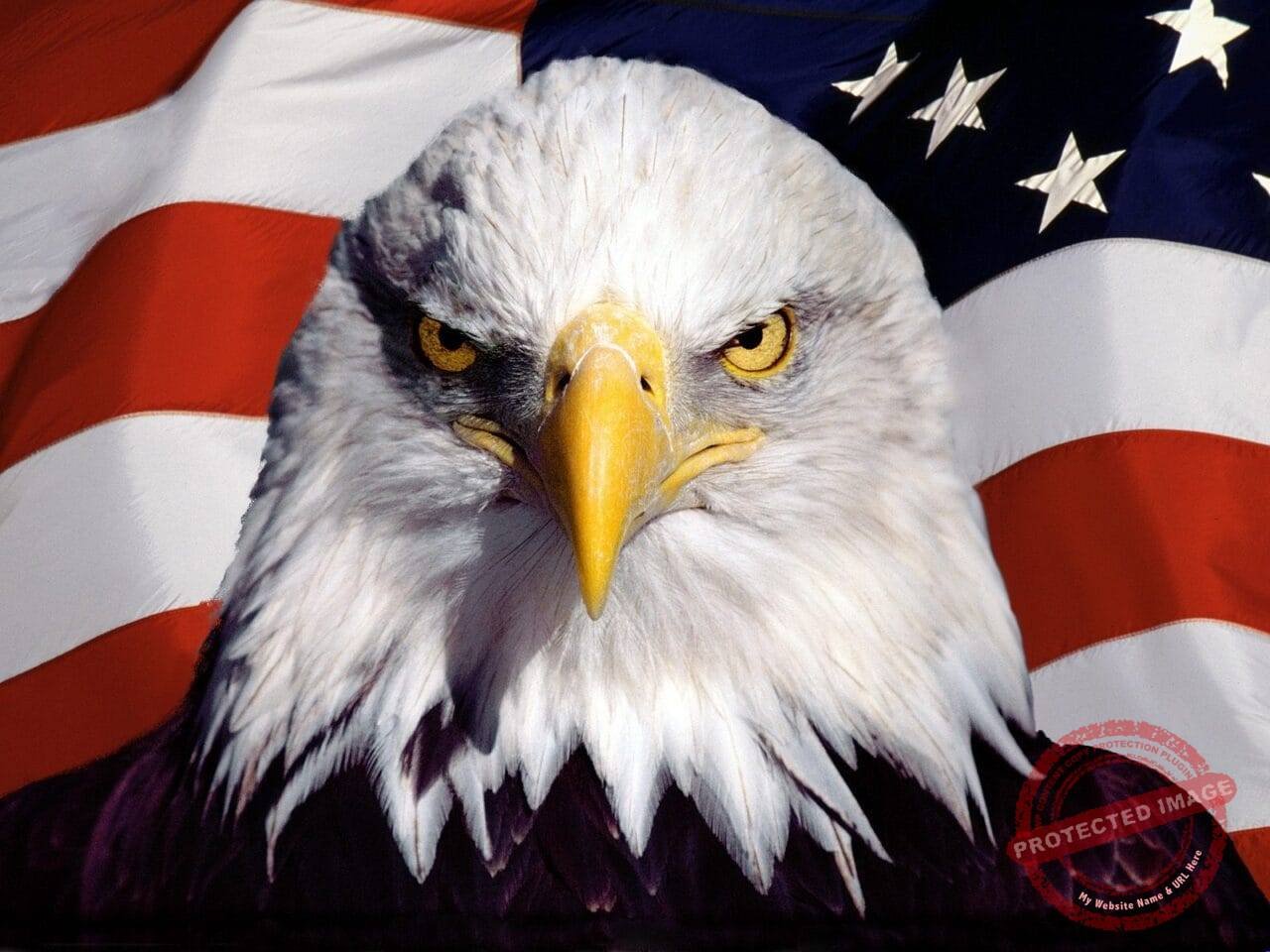 American flag with bald eagle