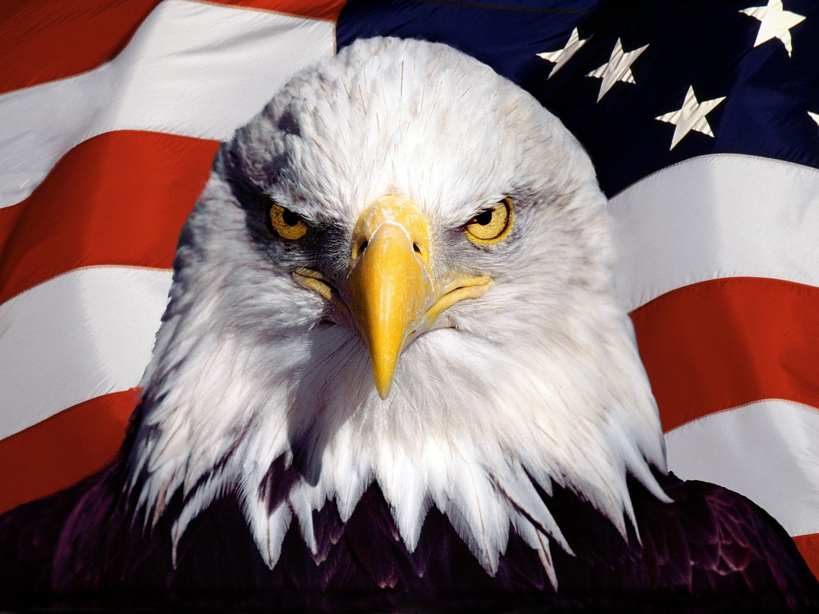 American flag with bald eagle Straipsniai.lt