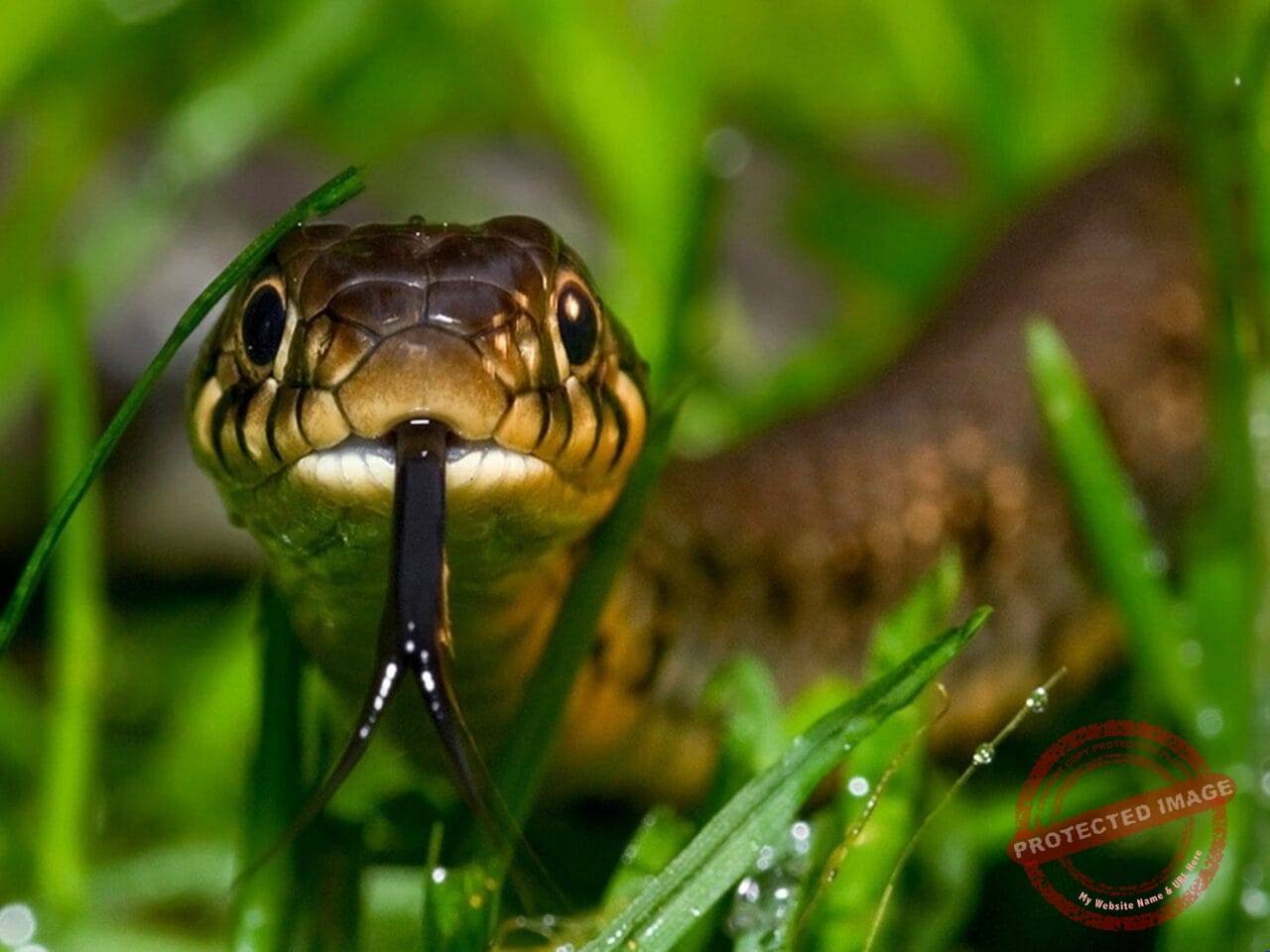 Cute Little Snakes