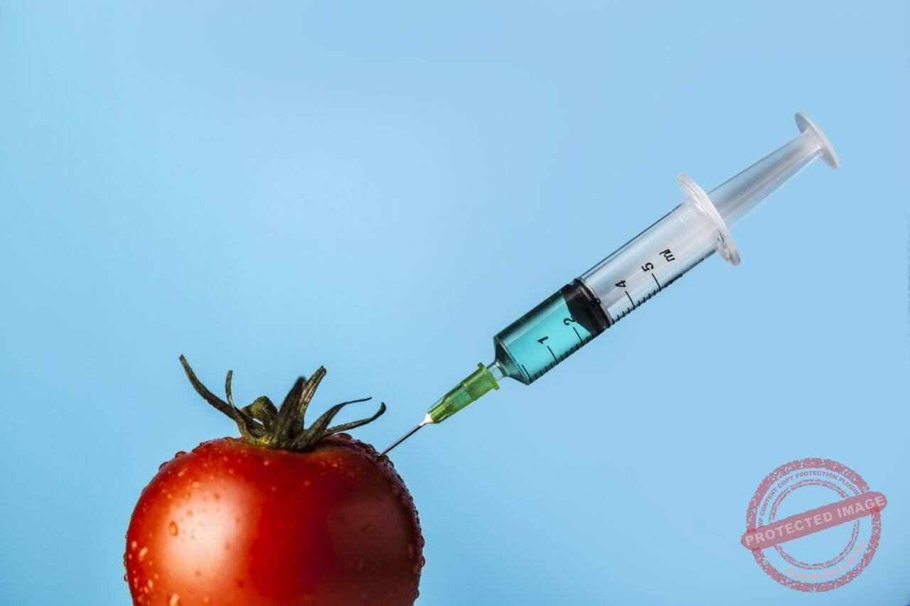 GMO