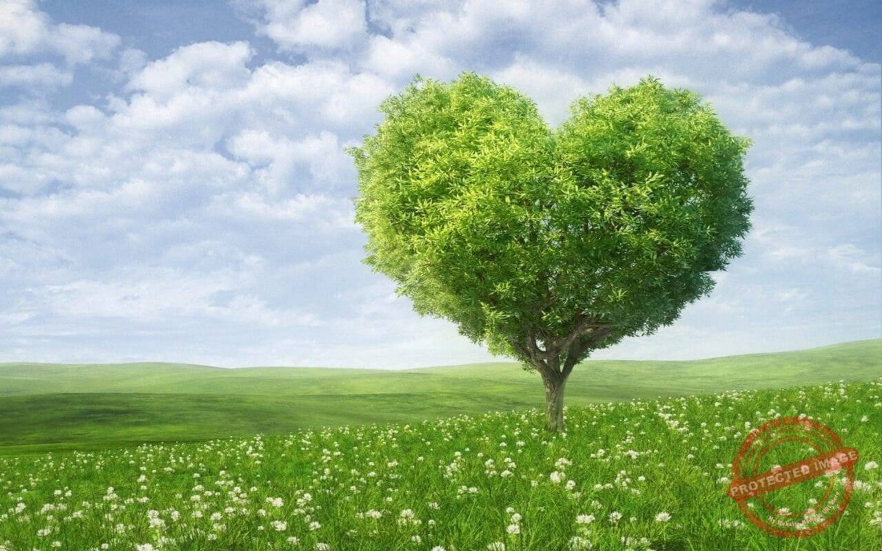 Green Heart Shape Tree Love