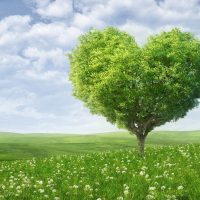 Green heart shape tree love Straipsniai.lt
