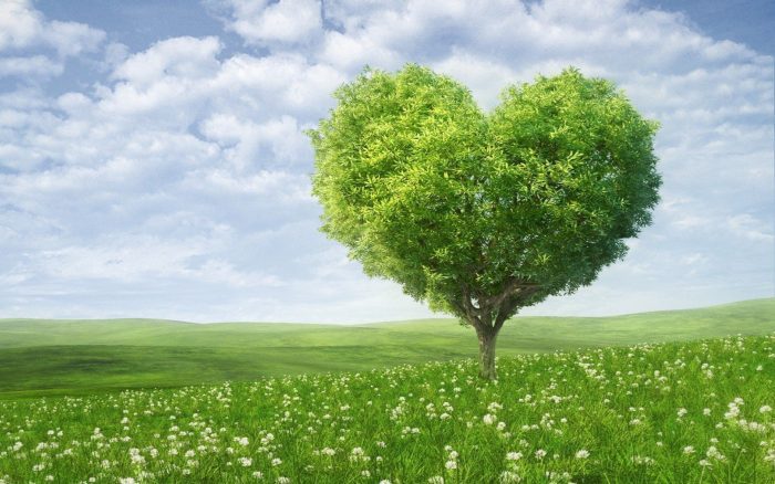 Green heart shape tree love Straipsniai.lt