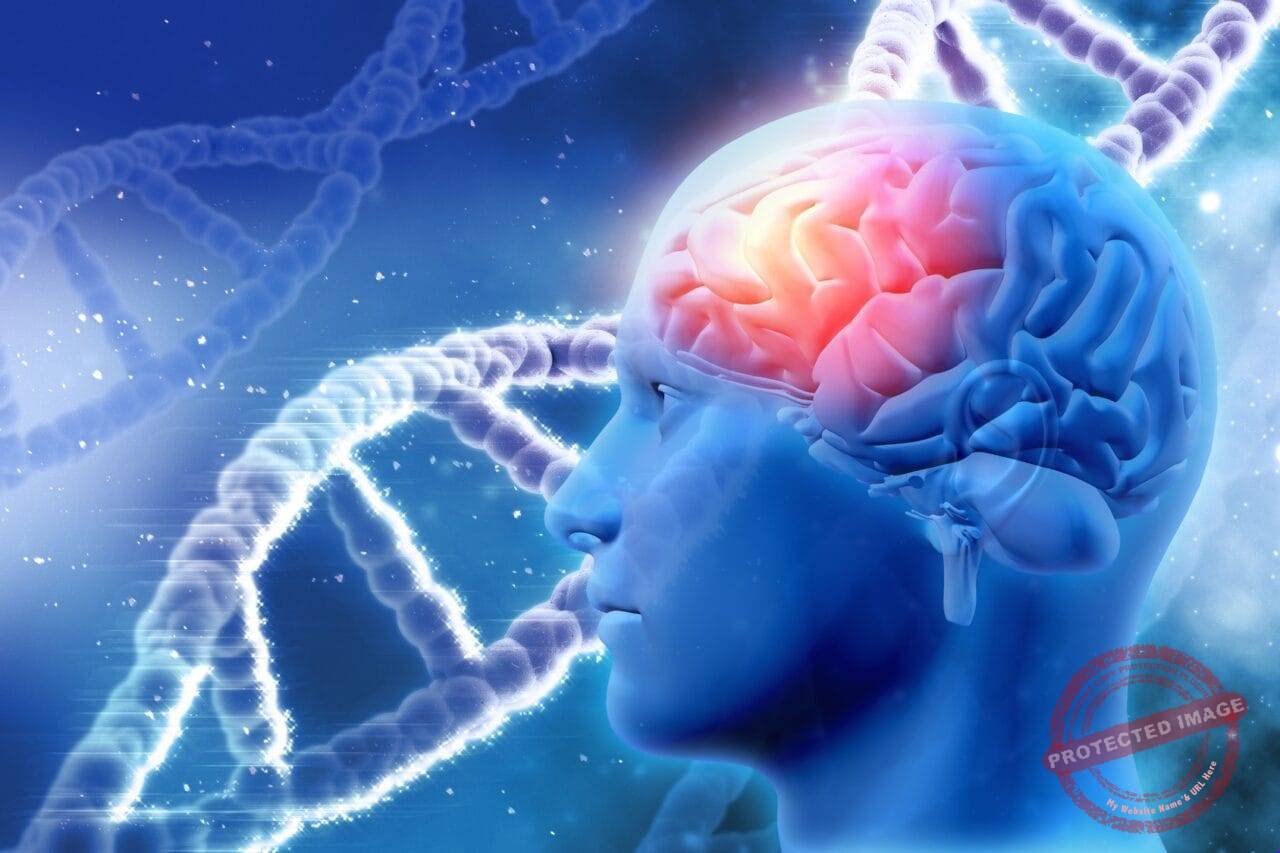 Human Memory