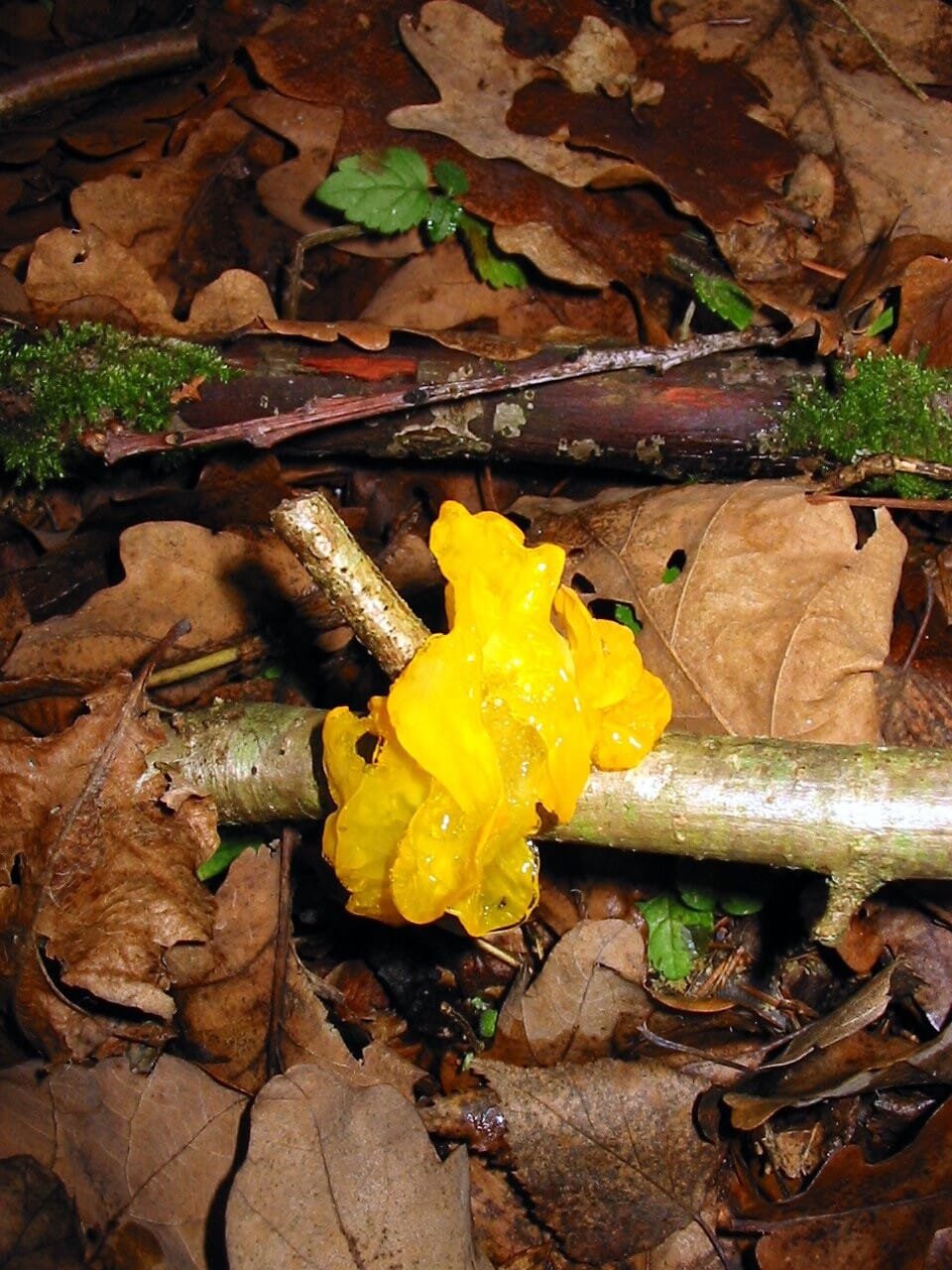 Geltona