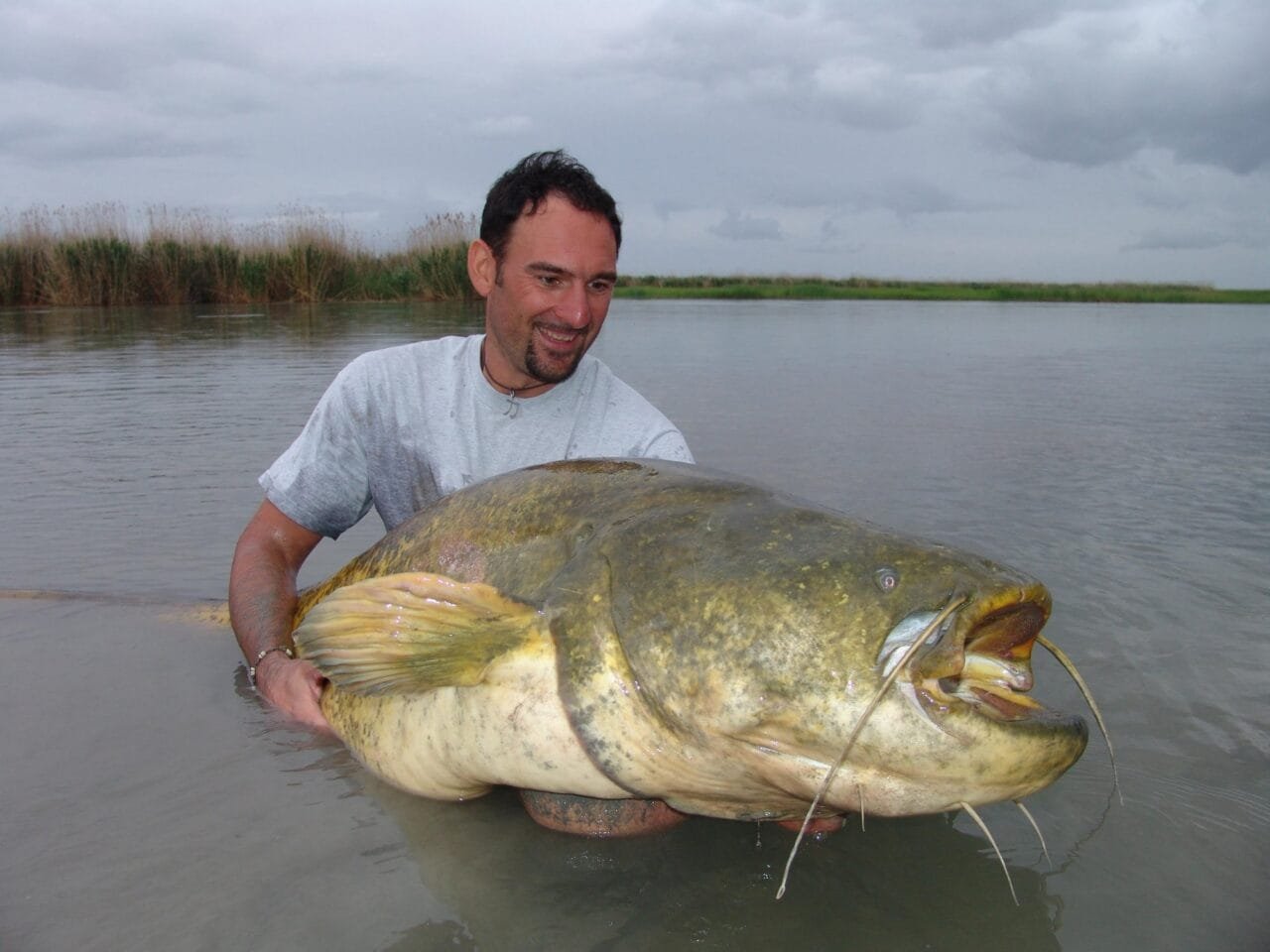 Kazakh Catfish