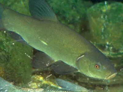 Birželis – lynų kibimo metas