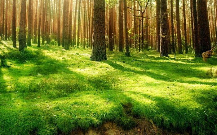 Specialistai pataria: kad poilsis miške būtų malonus
