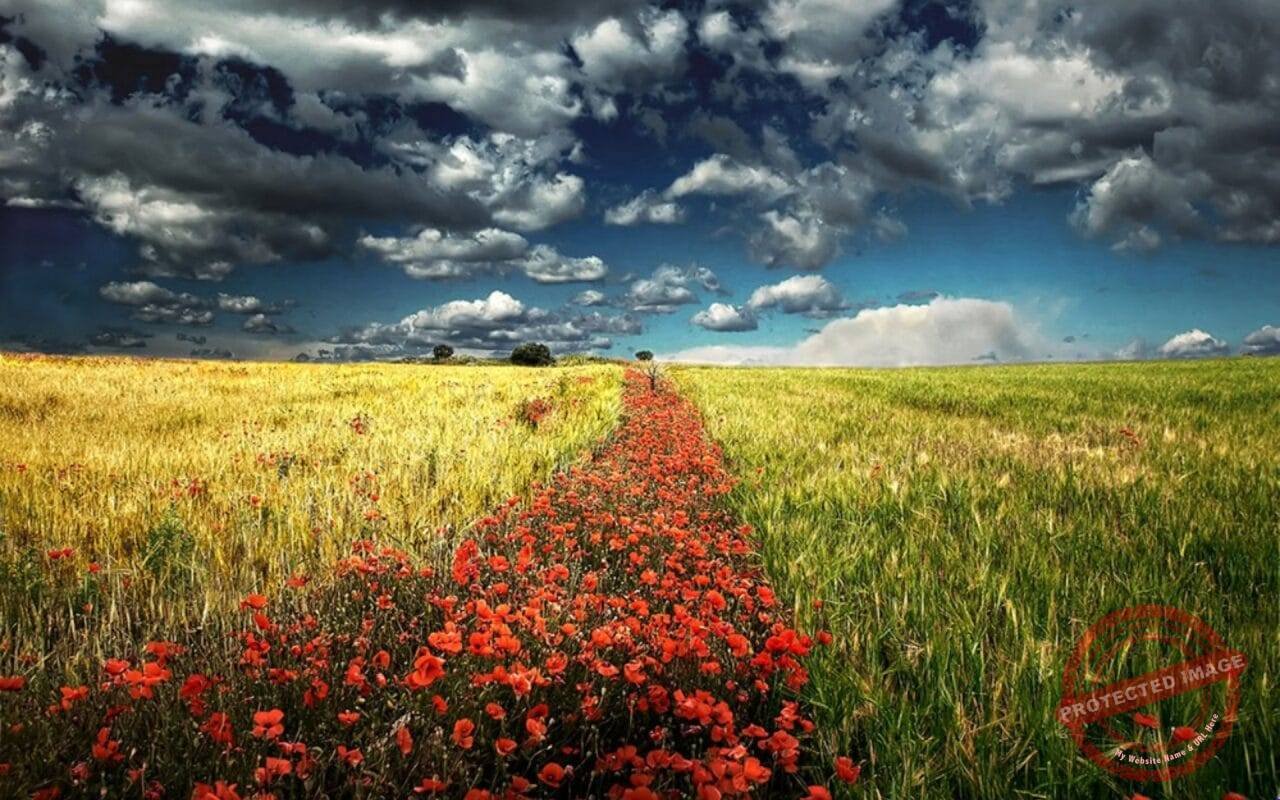 Poppies Fields Sky Clouds