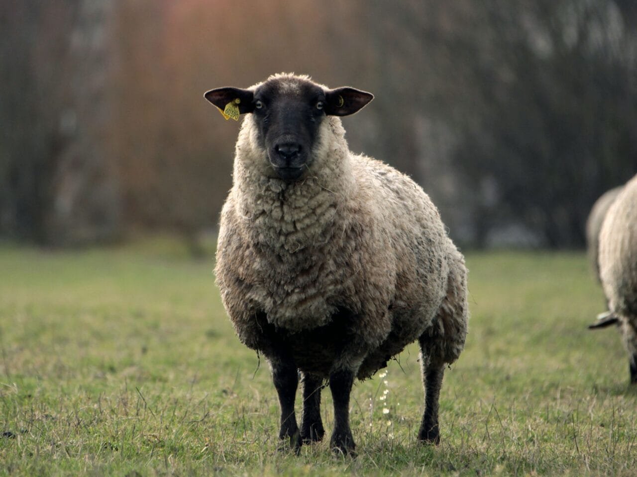 Sheep