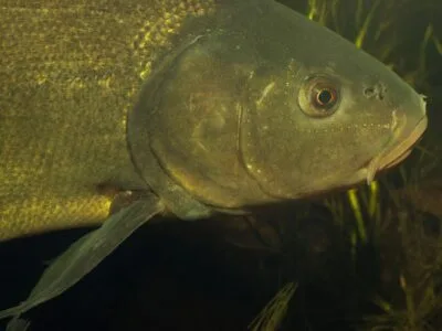 Ko nėra vadovėliuose (Lynas)