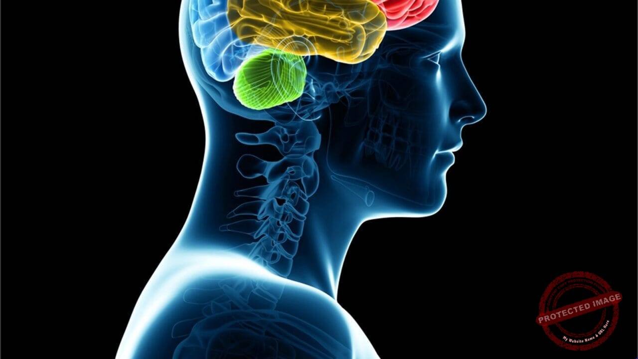 The Brain Memory