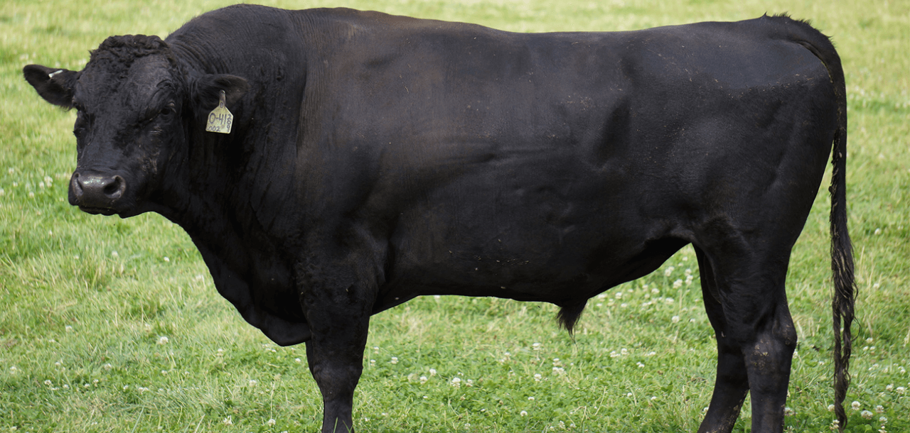 Wagyu1 Straipsniai.lt