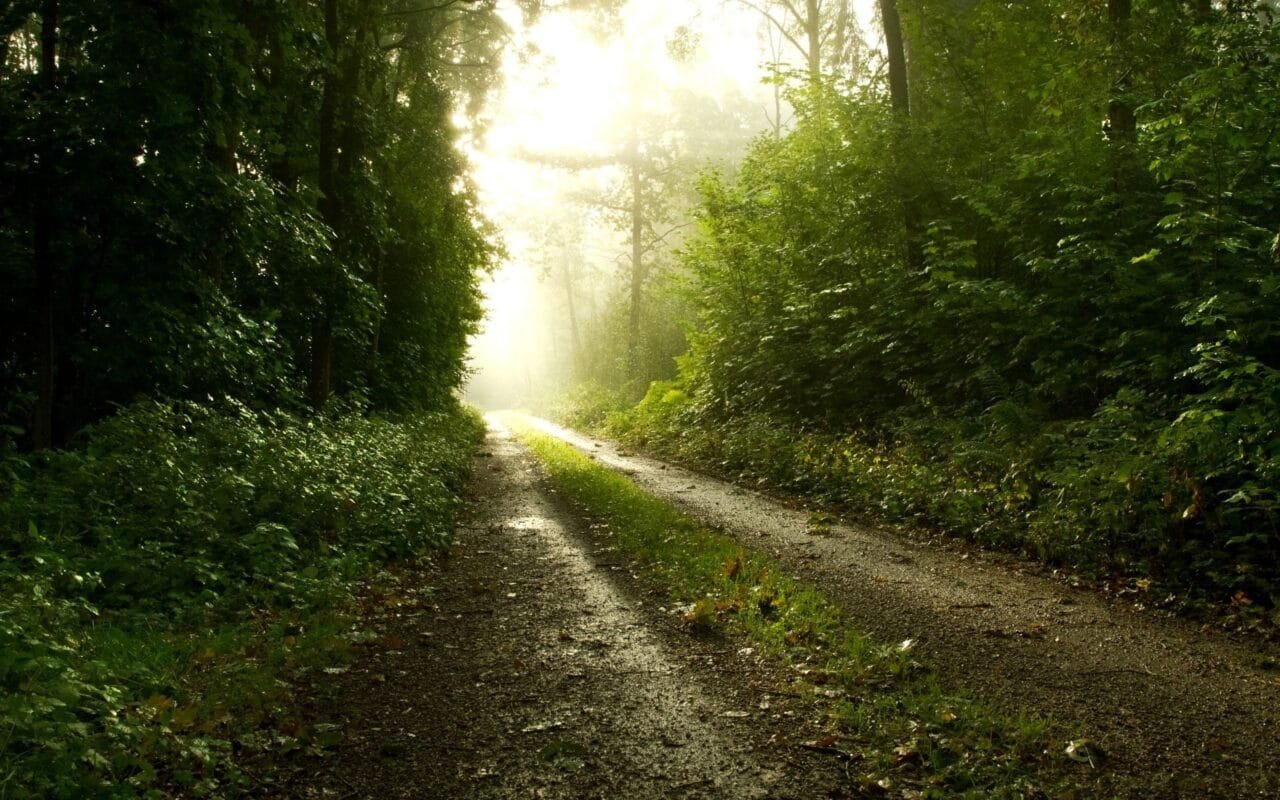 A Way To Go Green Forest