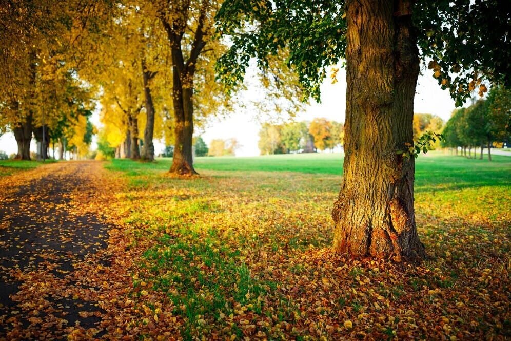 Rudens veidas