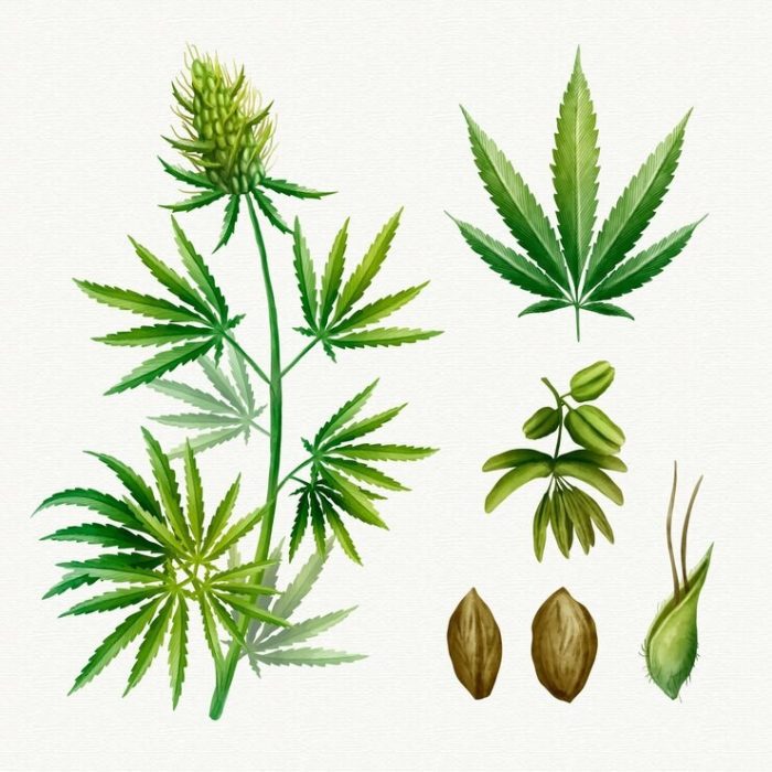 botanical-cannabis-leaves-pack_52683-51589